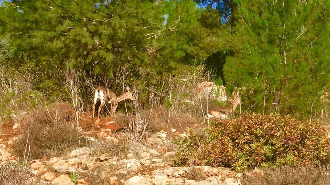 Tur Sinai Organic Farm Resort 예루살렘 객실 사진